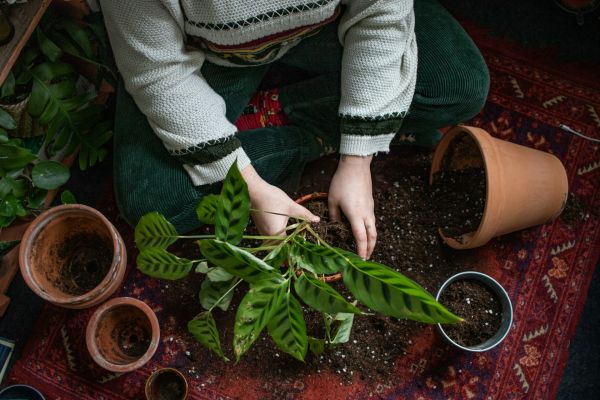 Unleash Your Green Thumb Using Plant Me's AI for Plants